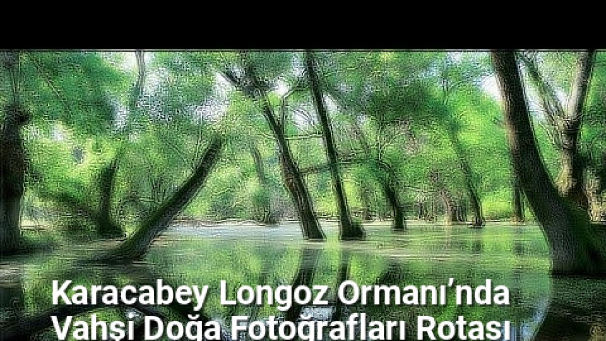 Karacabey Longoz Ormanı’nda Vahşi Doğa Fotoğrafları Rotası - bursafotograf.net.tc